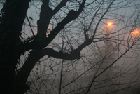 nebbia-1