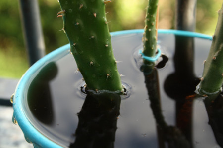 cactus_nuota