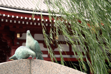 08-tokyo-Sensōji-pigeon