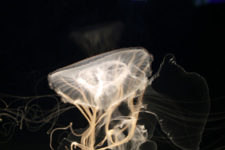 25-osaka-KAIYUKAN-medusa